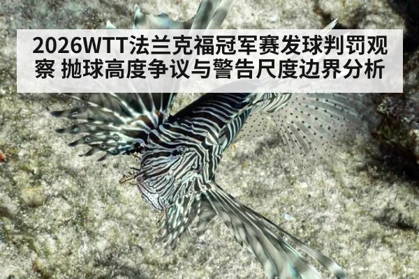 2026WTT法兰克福冠军赛发球判罚观察 抛球高度争议与警告尺度边界分析